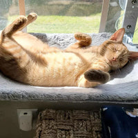 Naptule - die entspannende Katzen Hängematte