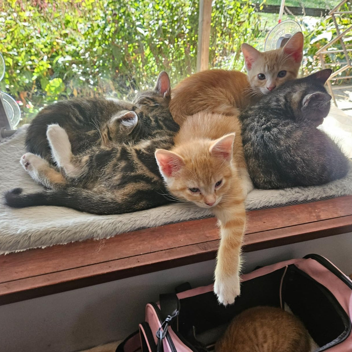 Naptule - die entspannende Katzen Hängematte