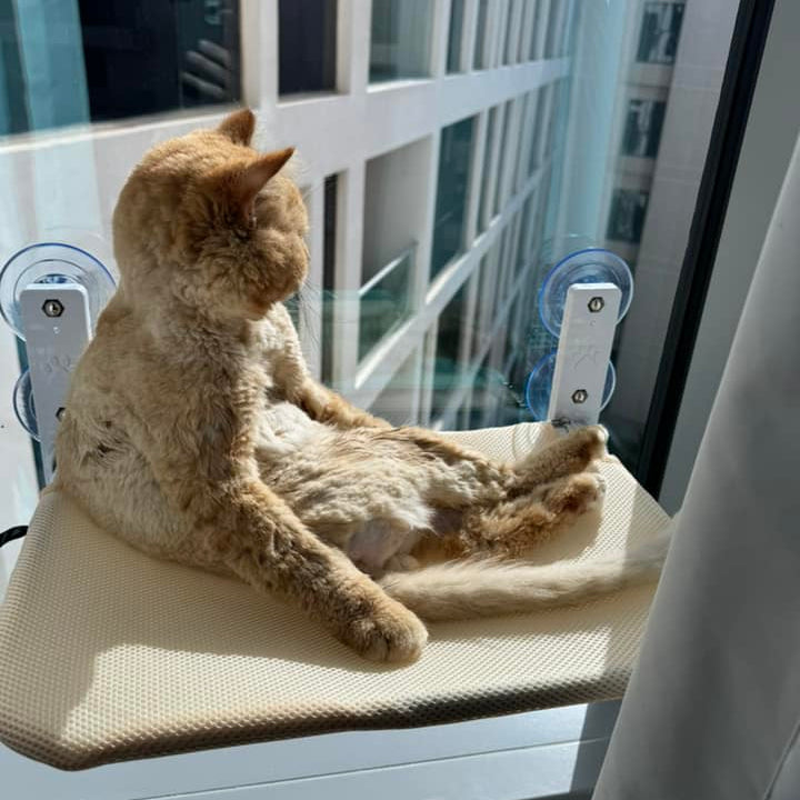 Naptule - die entspannende Katzen Hängematte