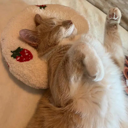 Katzen Nackenkissen - für tiefe entspannung